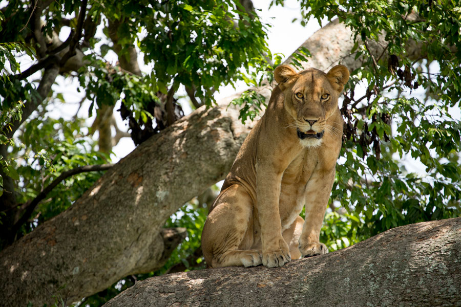 tree climbing lions in ishasha